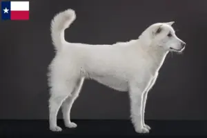 Read more about the article Kishu breeders and puppies in Texas