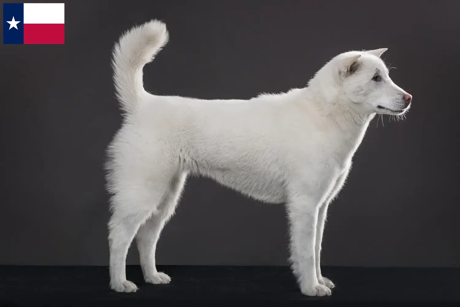 Read more about the article Kishu breeders and puppies in Texas