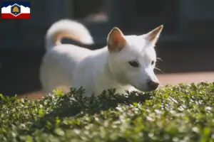 Read more about the article Kishu breeders and puppies in Utah