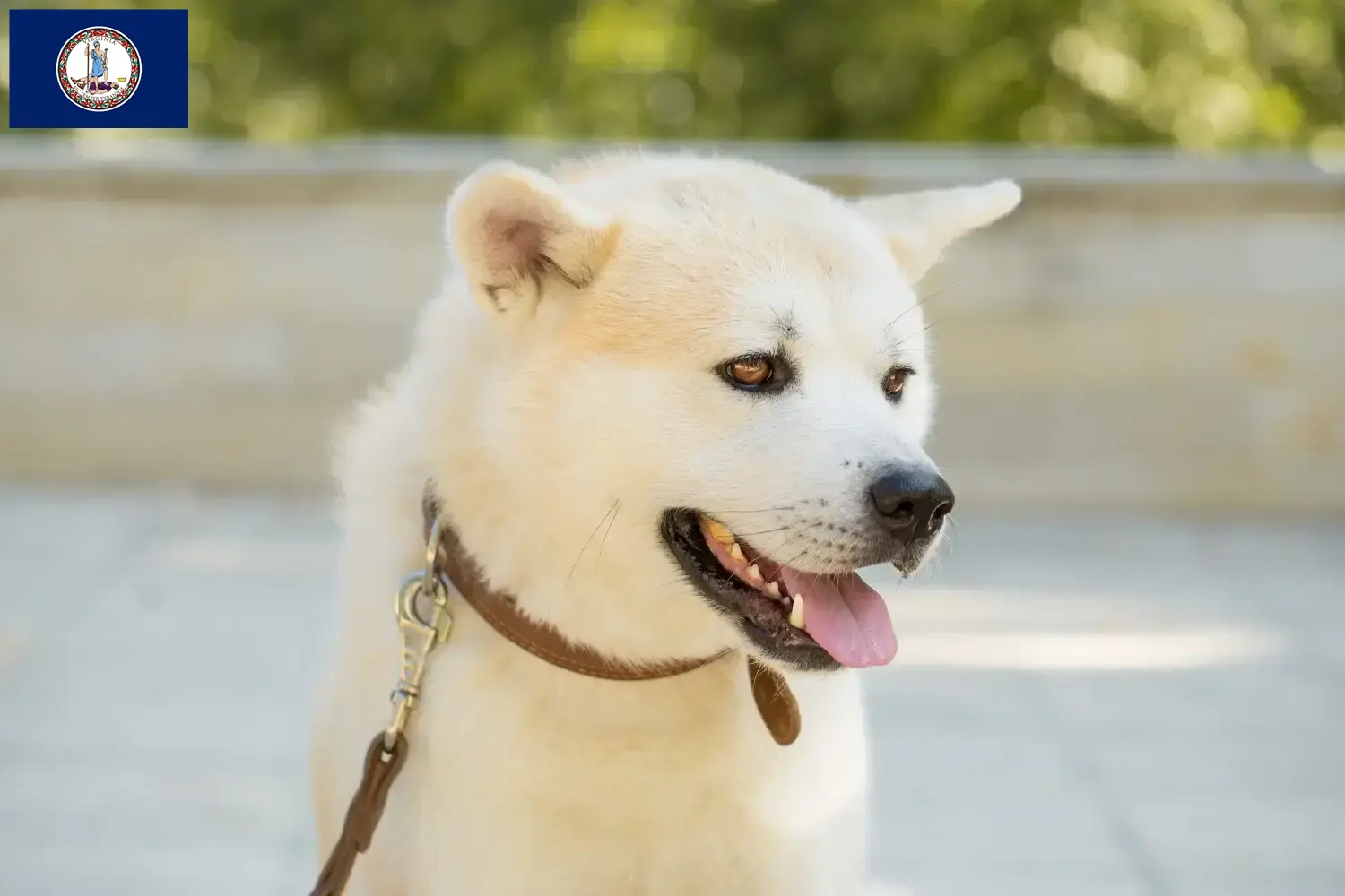 Read more about the article Kishu breeders and puppies in Virginia