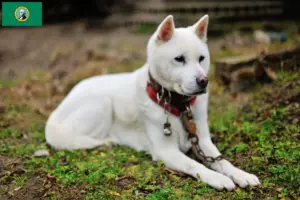 Read more about the article Kishu breeders and puppies in Washington