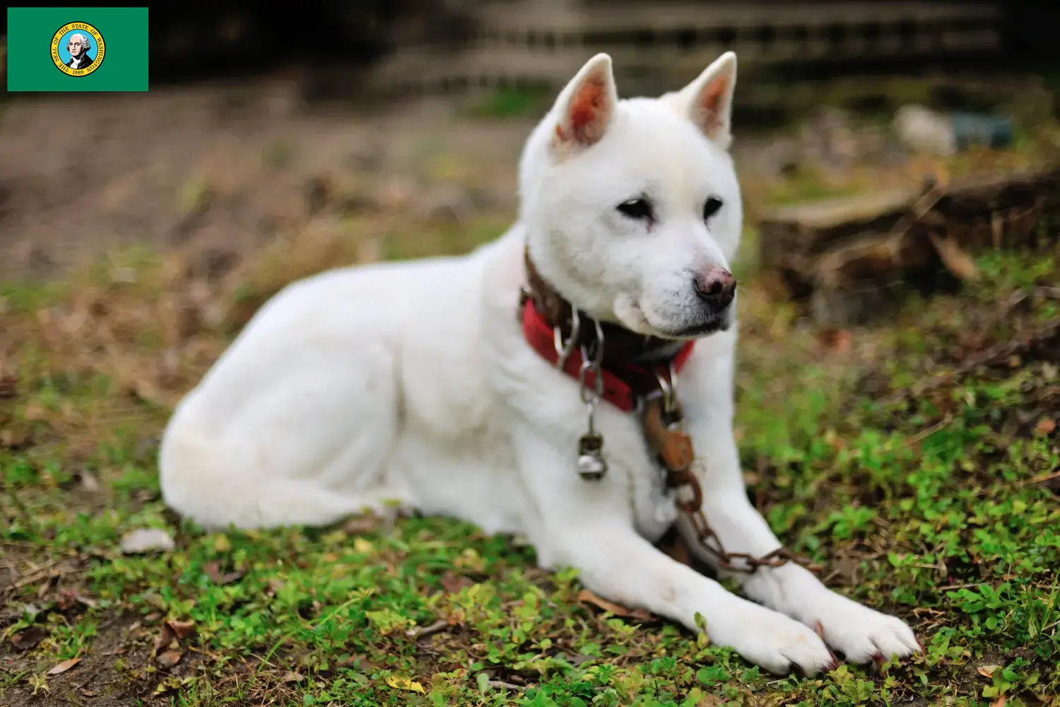 Read more about the article Kishu breeders and puppies in Washington