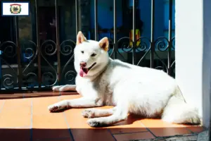 Read more about the article Kishu breeders and puppies in West Virginia