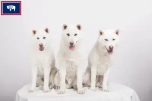 Read more about the article Kishu breeders and puppies in Wyoming