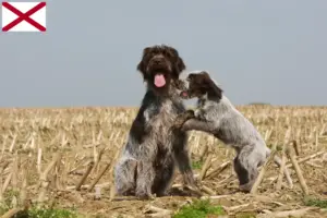 Read more about the article Korthals Griffon breeders and puppies in Alabama