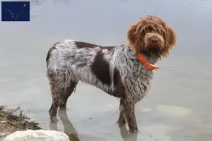 Read more about the article Korthals Griffon breeders and puppies in Alaska
