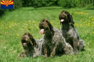 Read more about the article Korthals Griffon breeders and puppies in Arizona