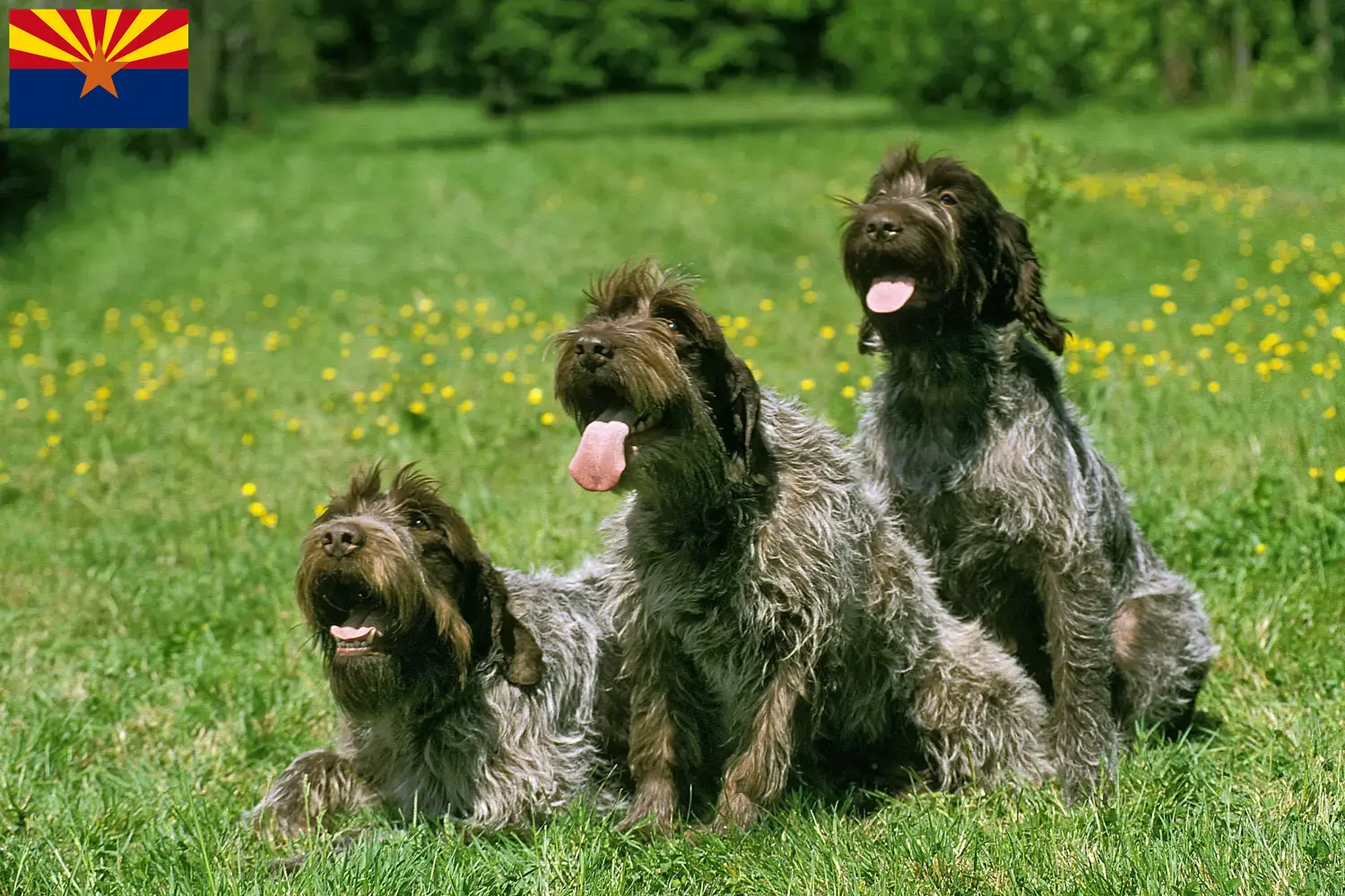 Korthals Griffon puppies and breeder Arizona Find Griffon d'arrêt à poil durs breeders in Arizona.
