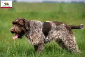 Read more about the article Korthals Griffon breeders and puppies in California