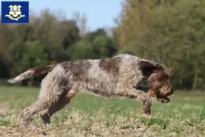 Read more about the article Korthals Griffon breeders and puppies in Connecticut