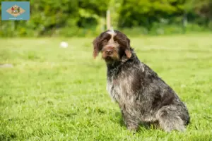 Read more about the article Korthals Griffon breeders and puppies in Delaware