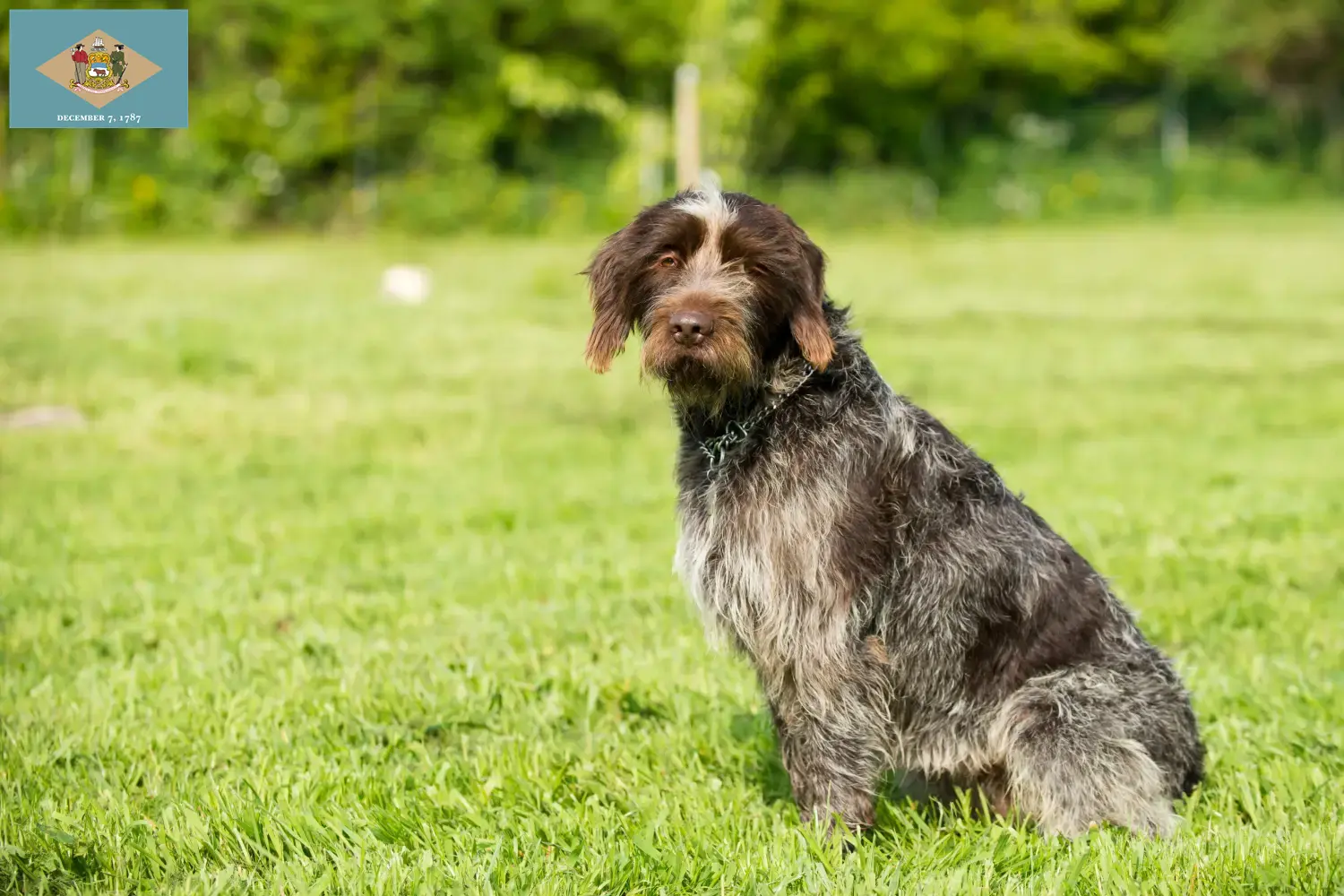 Read more about the article Korthals Griffon breeders and puppies in Delaware