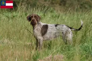 Read more about the article Korthals Griffon breeders and puppies in Georgia