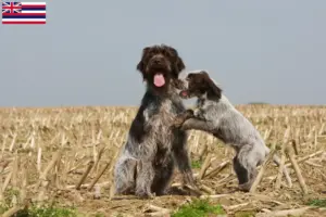 Read more about the article Korthals Griffon breeders and puppies in Hawaii