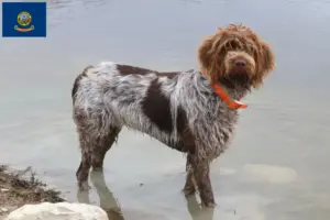 Read more about the article Korthals Griffon breeders and puppies in Idaho