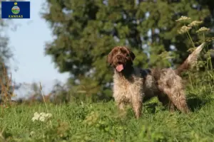 Read more about the article Korthals Griffon breeders and puppies in Kansas