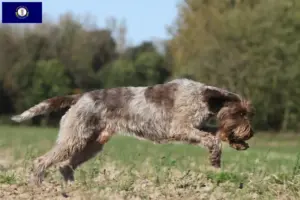 Read more about the article Korthals Griffon breeders and puppies in Kentucky