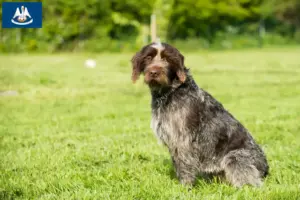 Read more about the article Korthals Griffon breeders and puppies in Louisiana