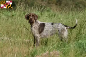 Read more about the article Korthals Griffon breeders and puppies in Maryland