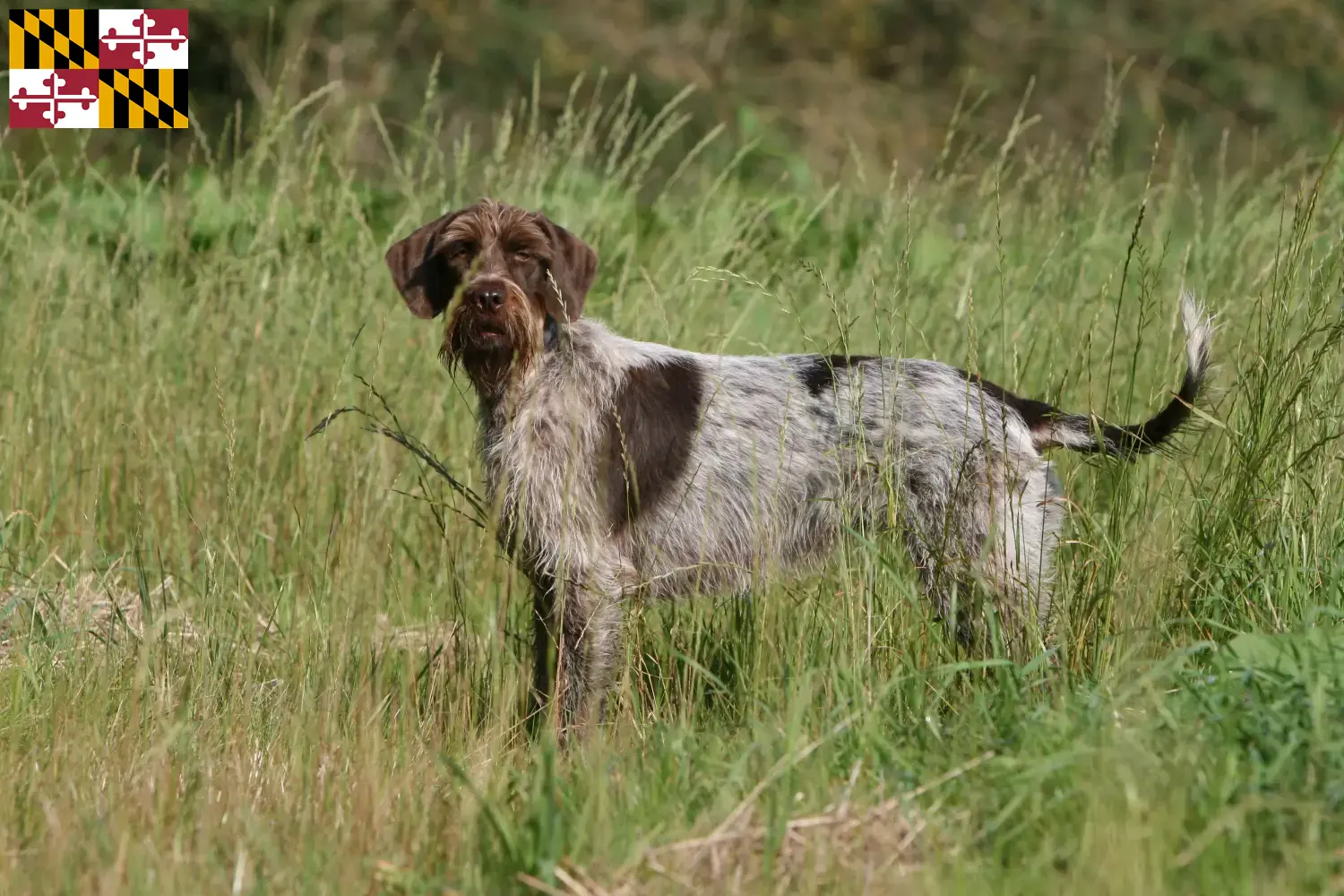 Korthals Griffon puppies and breeder Maryland Find Griffon d'arrêt à poil durs breeders in Maryland.