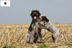 Read more about the article Korthals Griffon breeders and puppies in Massachusetts