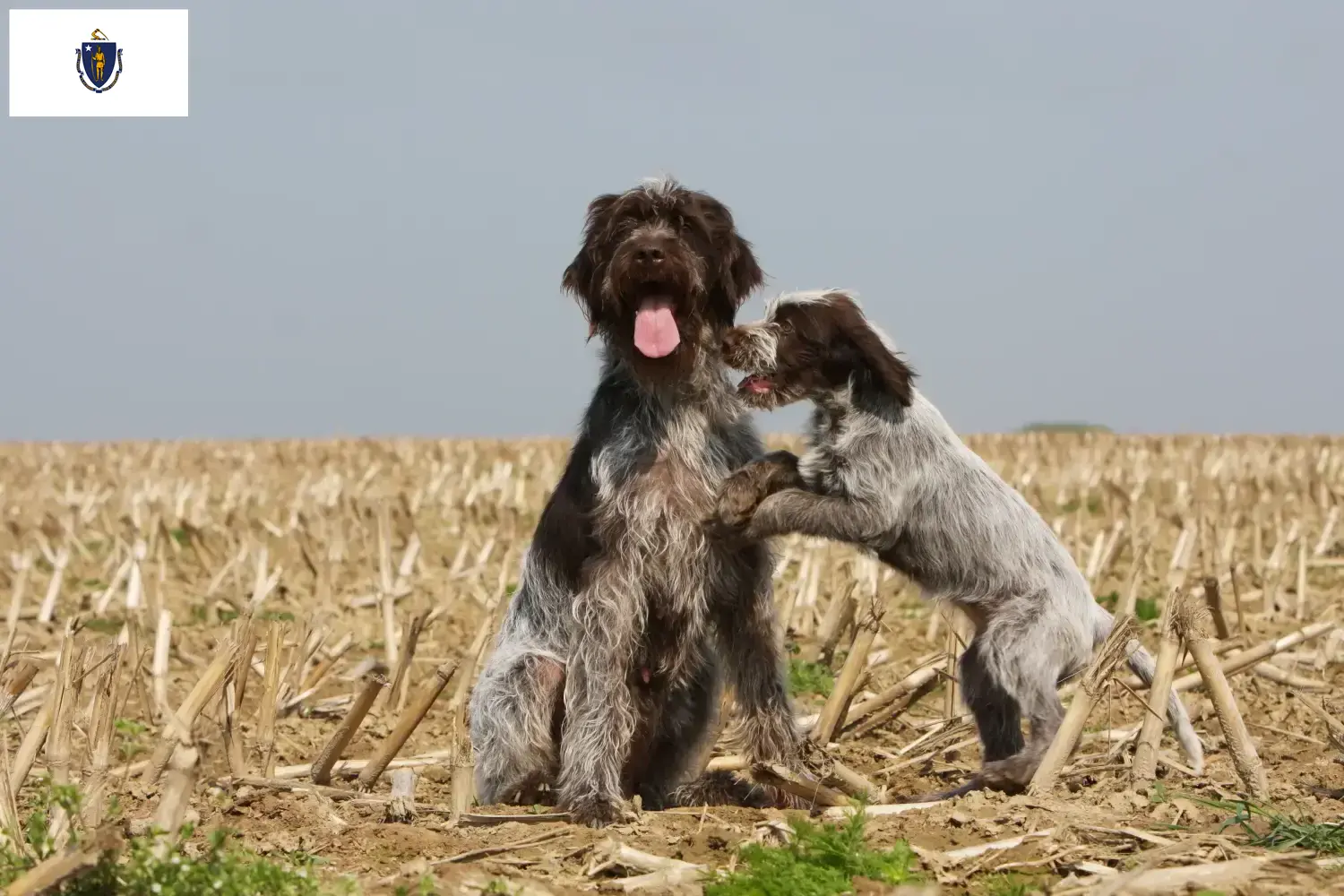 Korthals Griffon puppies and breeders Massachusetts Find Griffon d'arrêt à poil durs breeders in Massachusetts.