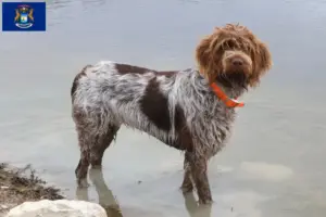 Read more about the article Korthals Griffon breeders and puppies in Michigan
