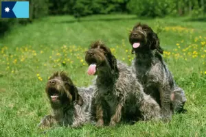 Read more about the article Korthals Griffon breeders and puppies in Minnesota