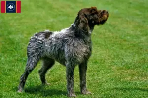 Read more about the article Korthals Griffon breeders and puppies in Mississippi