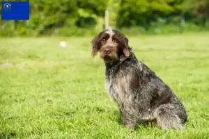 Read more about the article Korthals Griffon breeders and puppies in Nevada