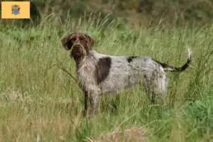 Read more about the article Korthals Griffon breeders and puppies in New Jersey