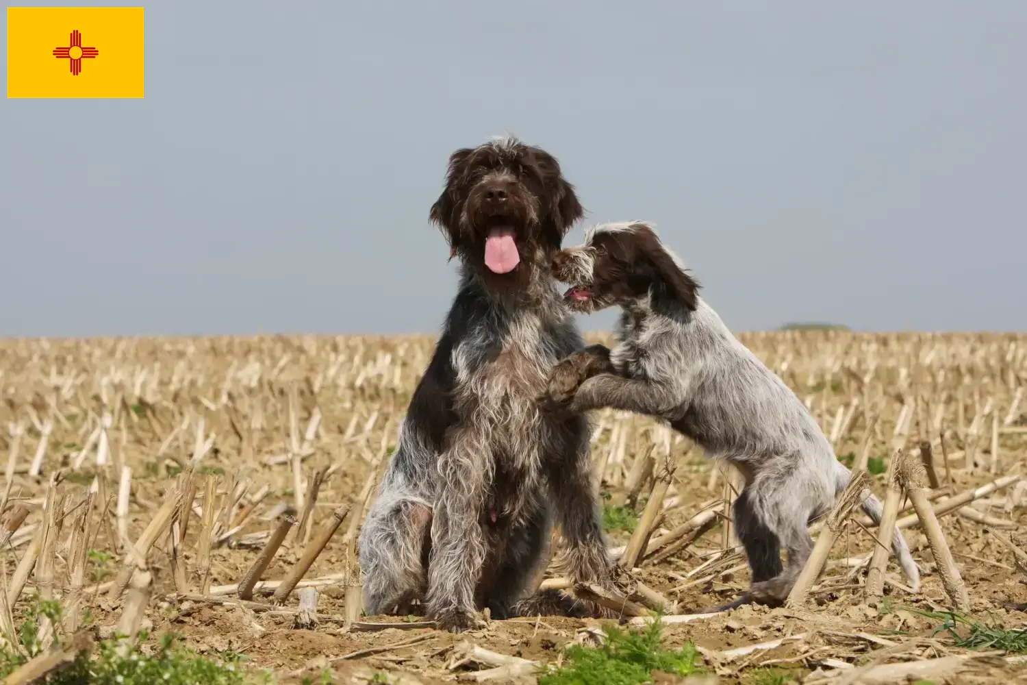 Read more about the article Korthals Griffon breeders and puppies in New Mexico