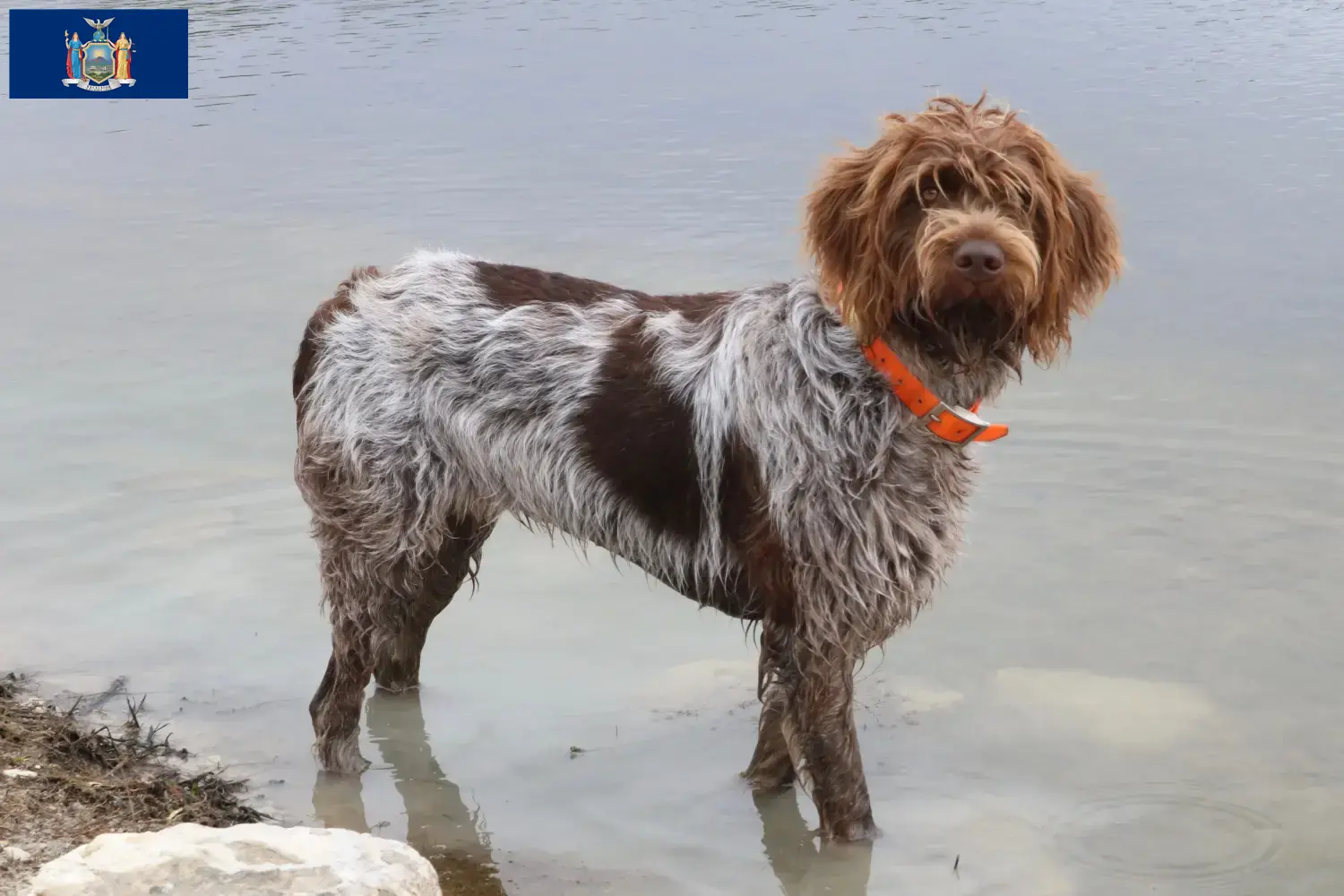 Read more about the article Korthals Griffon breeders and puppies in New York