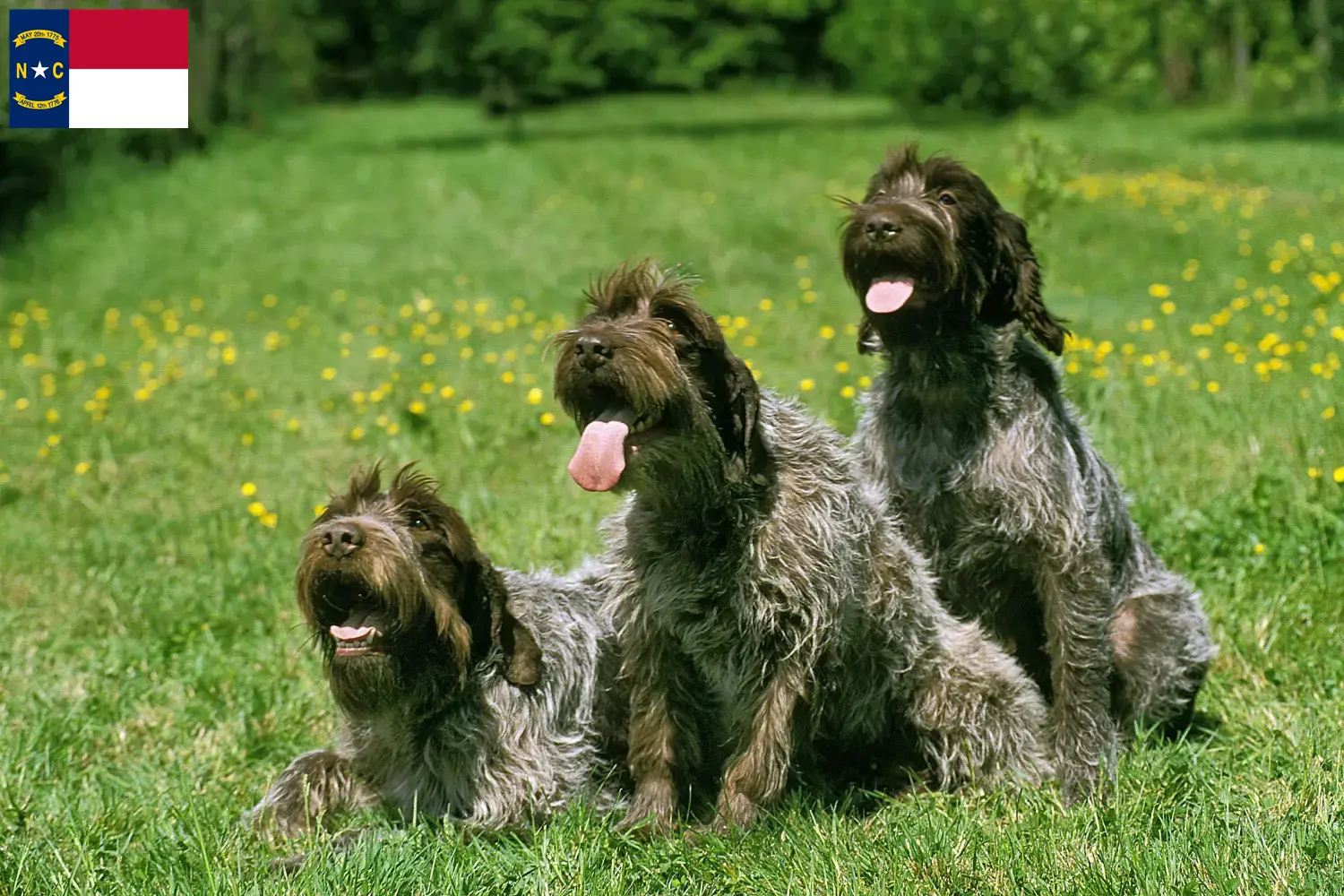 Read more about the article Korthals Griffon breeders and puppies in North Carolina