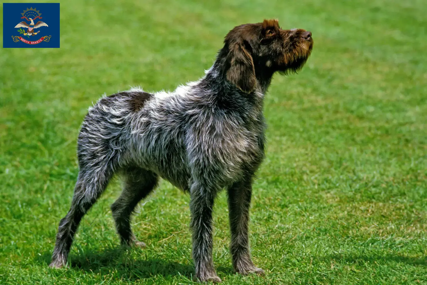 Read more about the article Korthals Griffon breeders and puppies in North Dakota
