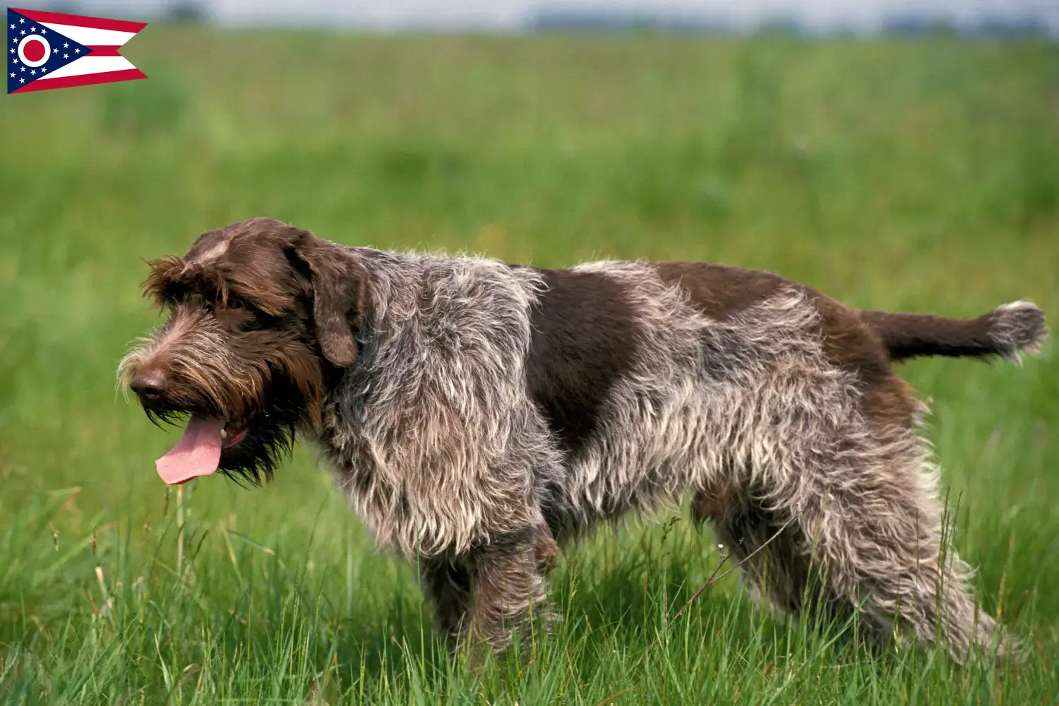 Read more about the article Korthals Griffon breeders and puppies in Ohio