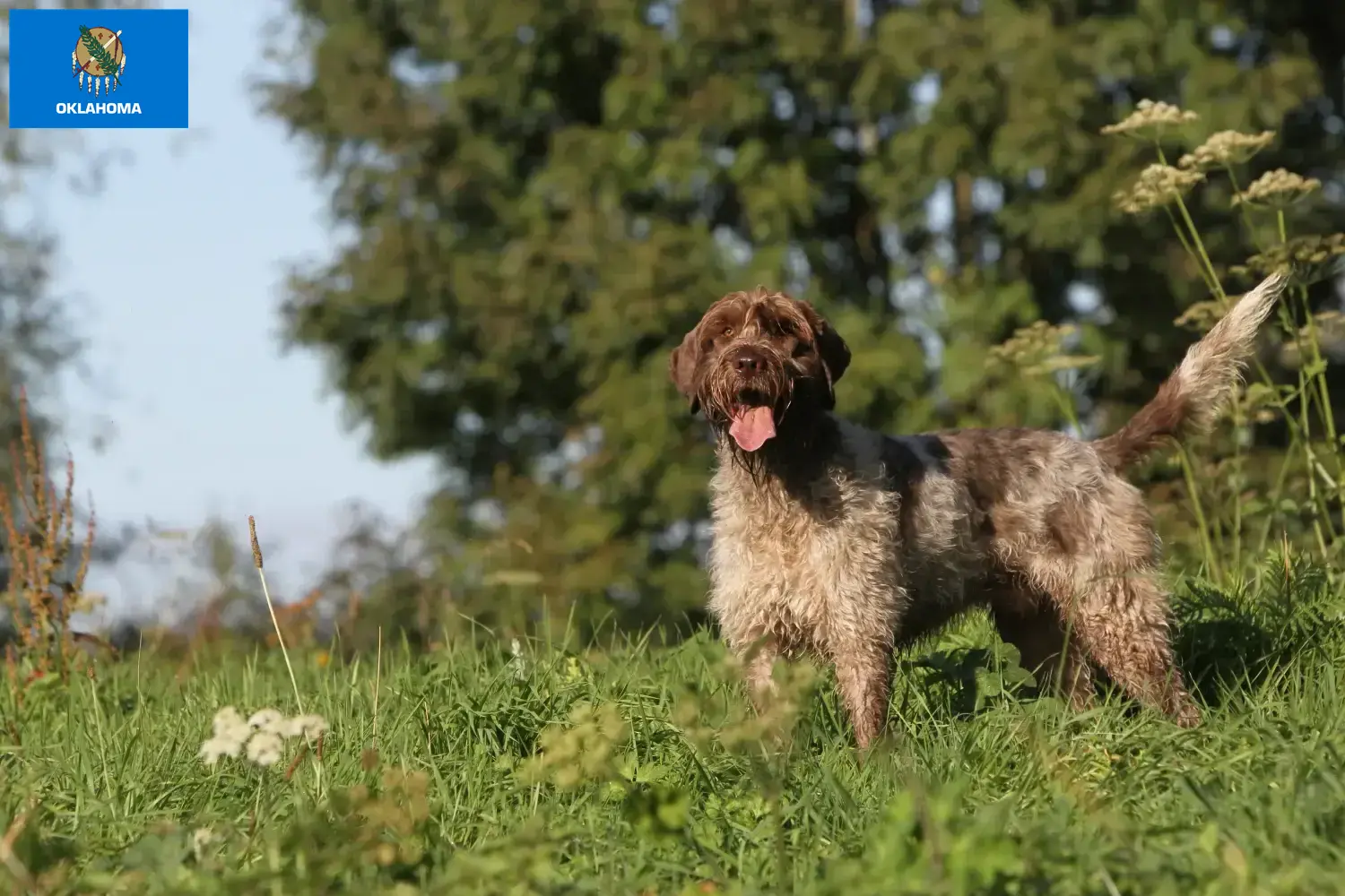 Read more about the article Korthals Griffon breeders and puppies in Oklahoma