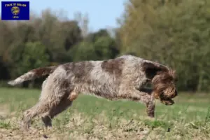 Read more about the article Korthals Griffon breeders and puppies in Oregon
