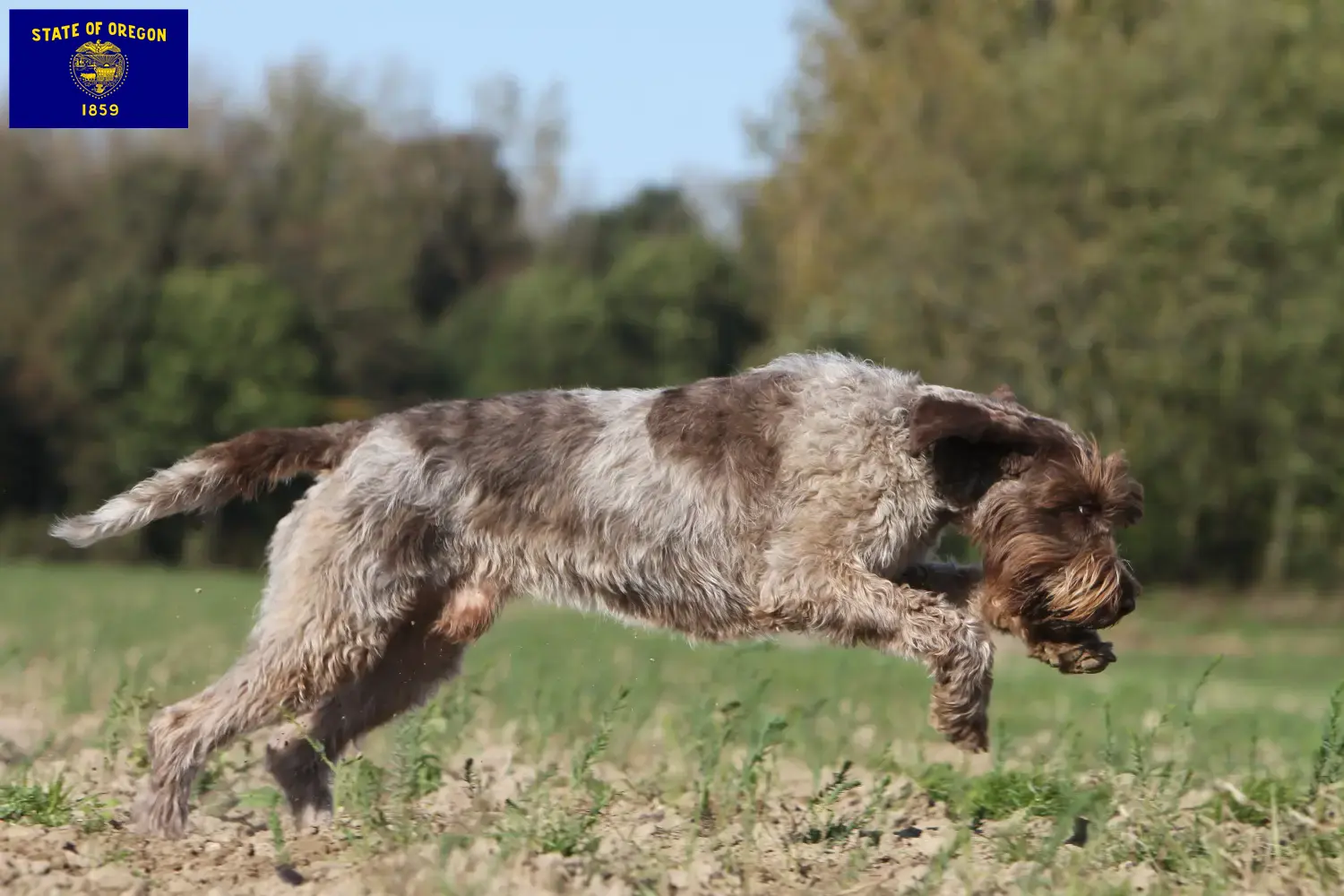 Read more about the article Korthals Griffon breeders and puppies in Oregon