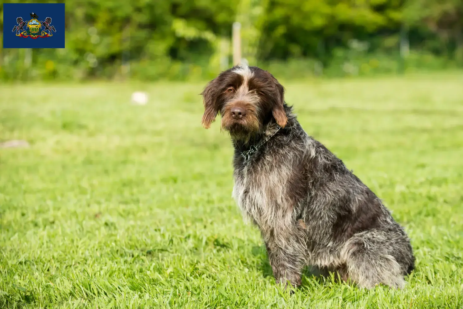 Read more about the article Korthals Griffon breeders and puppies in Pennsylvania
