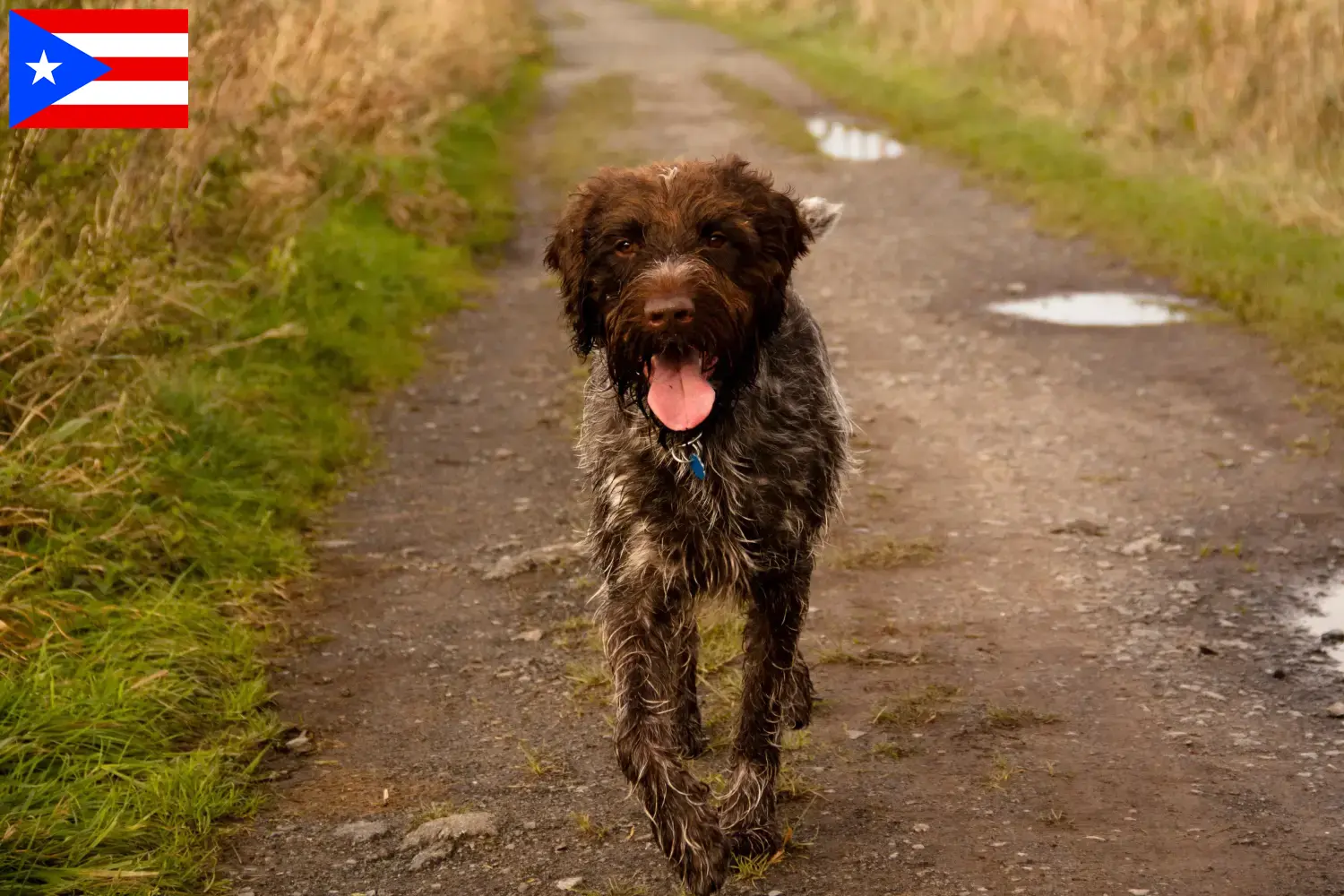Read more about the article Korthals Griffon breeders and puppies in Puerto Rico