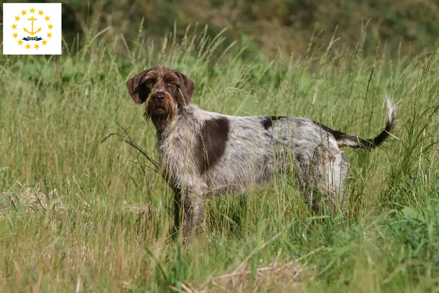 Read more about the article Korthals Griffon breeders and puppies in Rhode Island