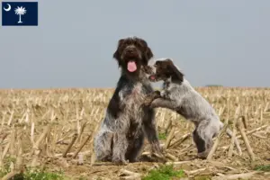 Read more about the article Korthals Griffon breeders and puppies in South Carolina