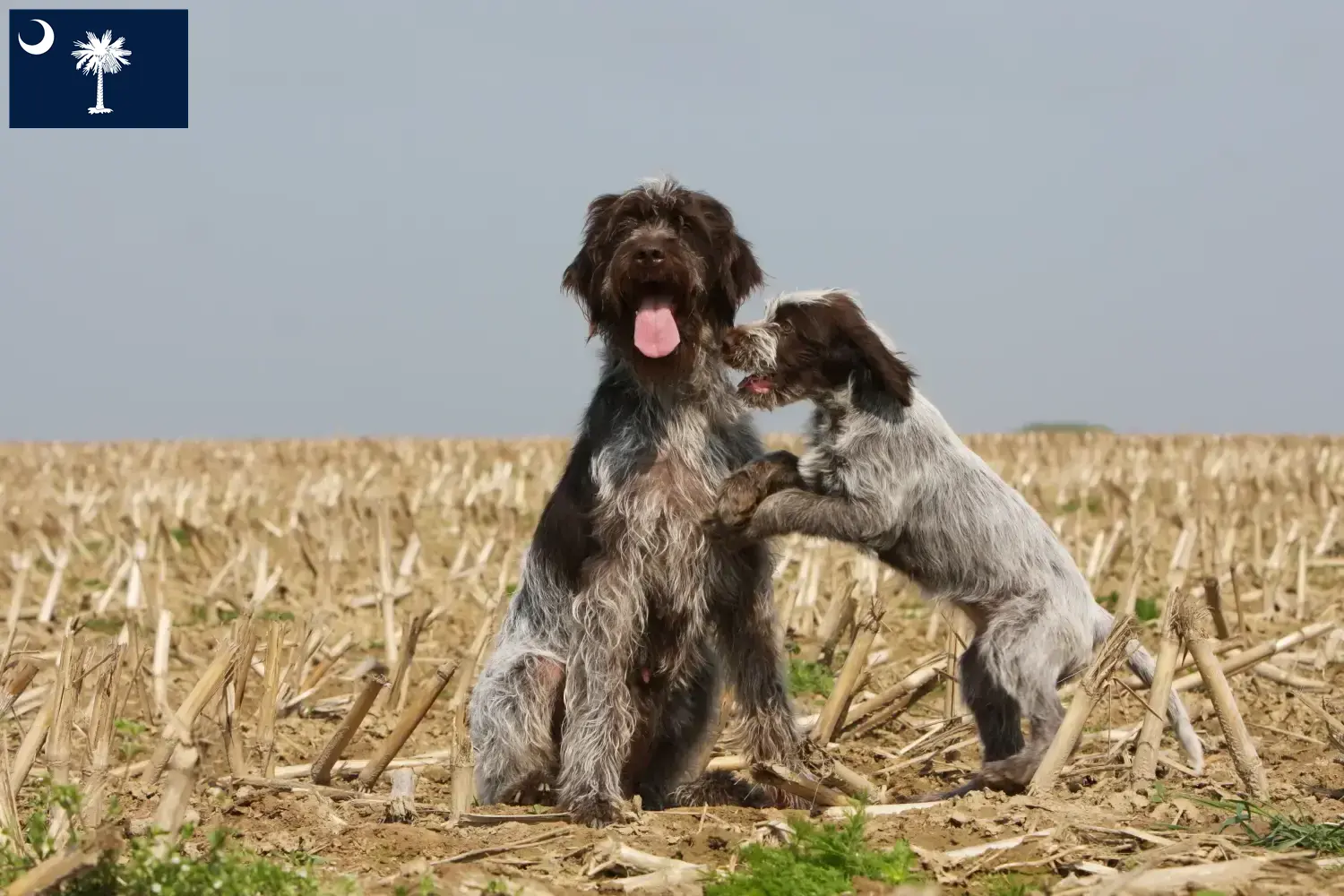 Korthals Griffon puppies and breeders South Carolina Find Griffon d'arrêt à poil durs breeders in South Carolina.