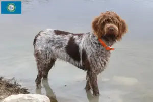 Read more about the article Korthals Griffon breeders and puppies in South Dakota