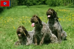 Read more about the article Korthals Griffon breeders and puppies in Tennessee