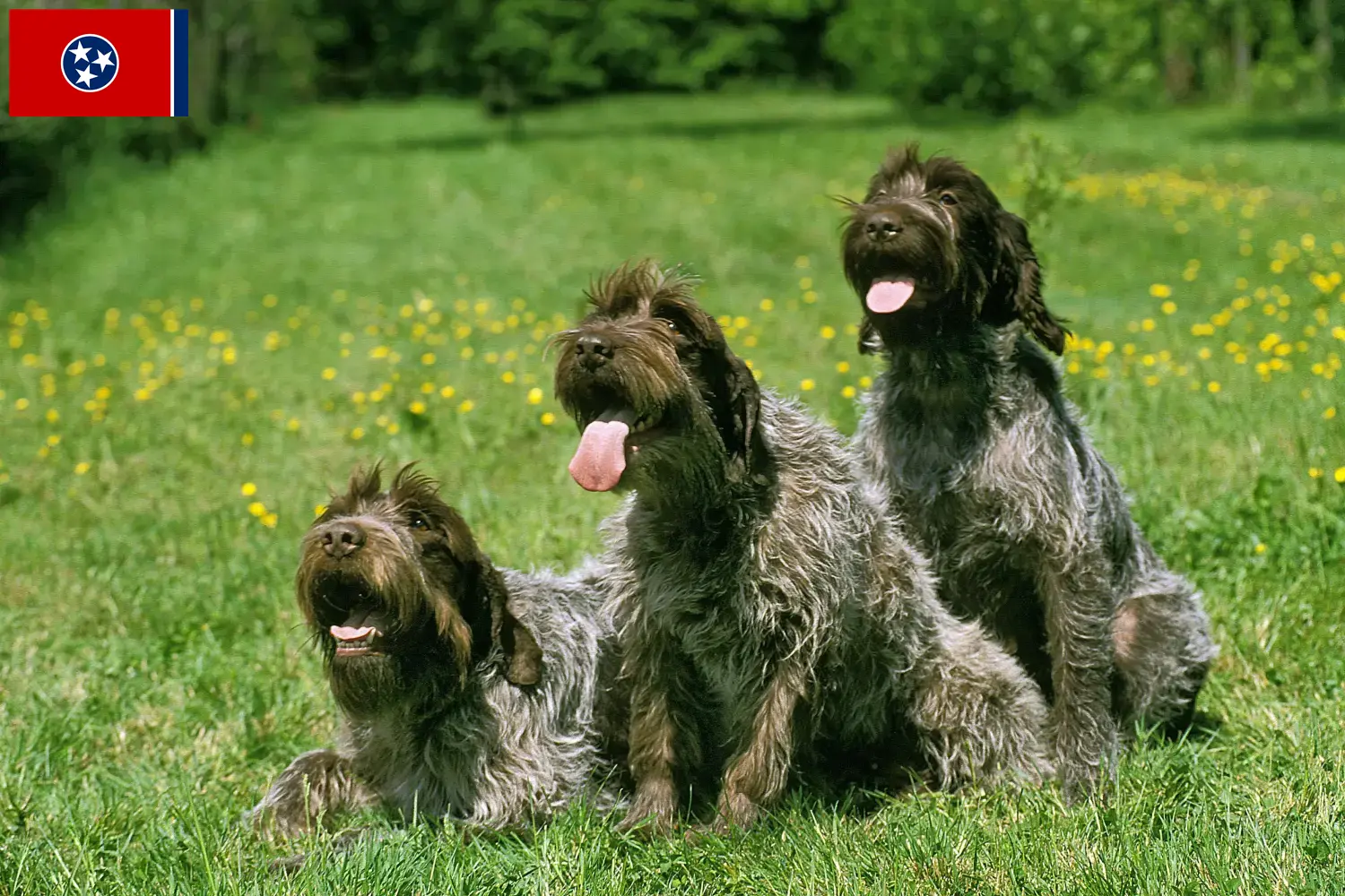 Korthals Griffon puppies and breeders Tennessee Find Griffon d'arrêt à poil durs breeders in Tennessee.