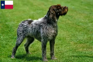 Read more about the article Korthals Griffon breeders and puppies in Texas