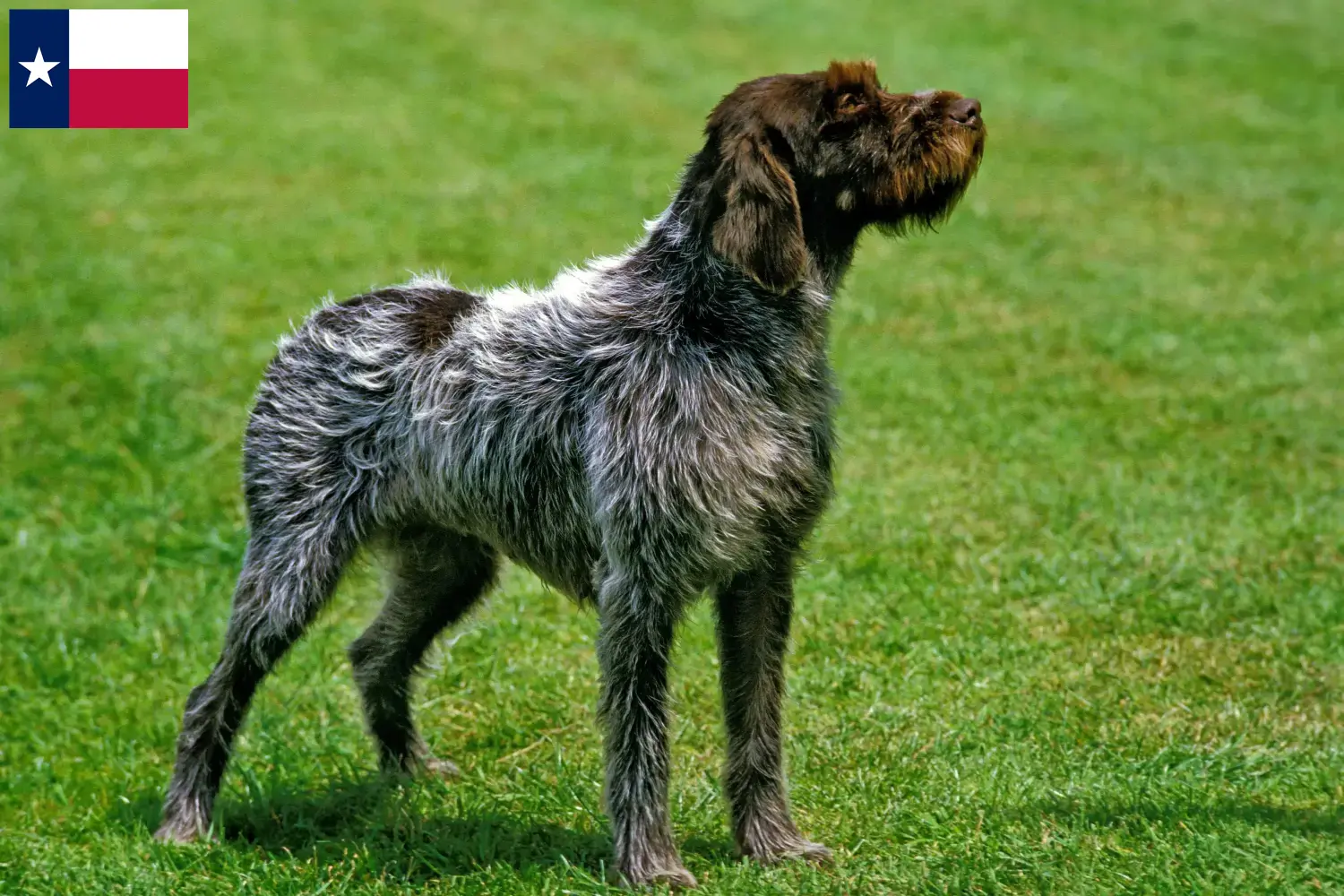 Korthals Griffon puppies and breeders Texas Find Griffon d'arrêt à poil durs breeders in Texas.