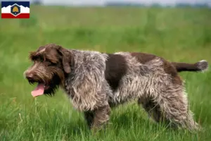 Read more about the article Korthals Griffon breeders and puppies in Utah